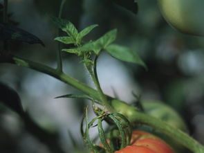 新鲜蔬菜植物种植庄稼青菜西红柿品图片素材 模板下载 1.44MB 其他大全 其他